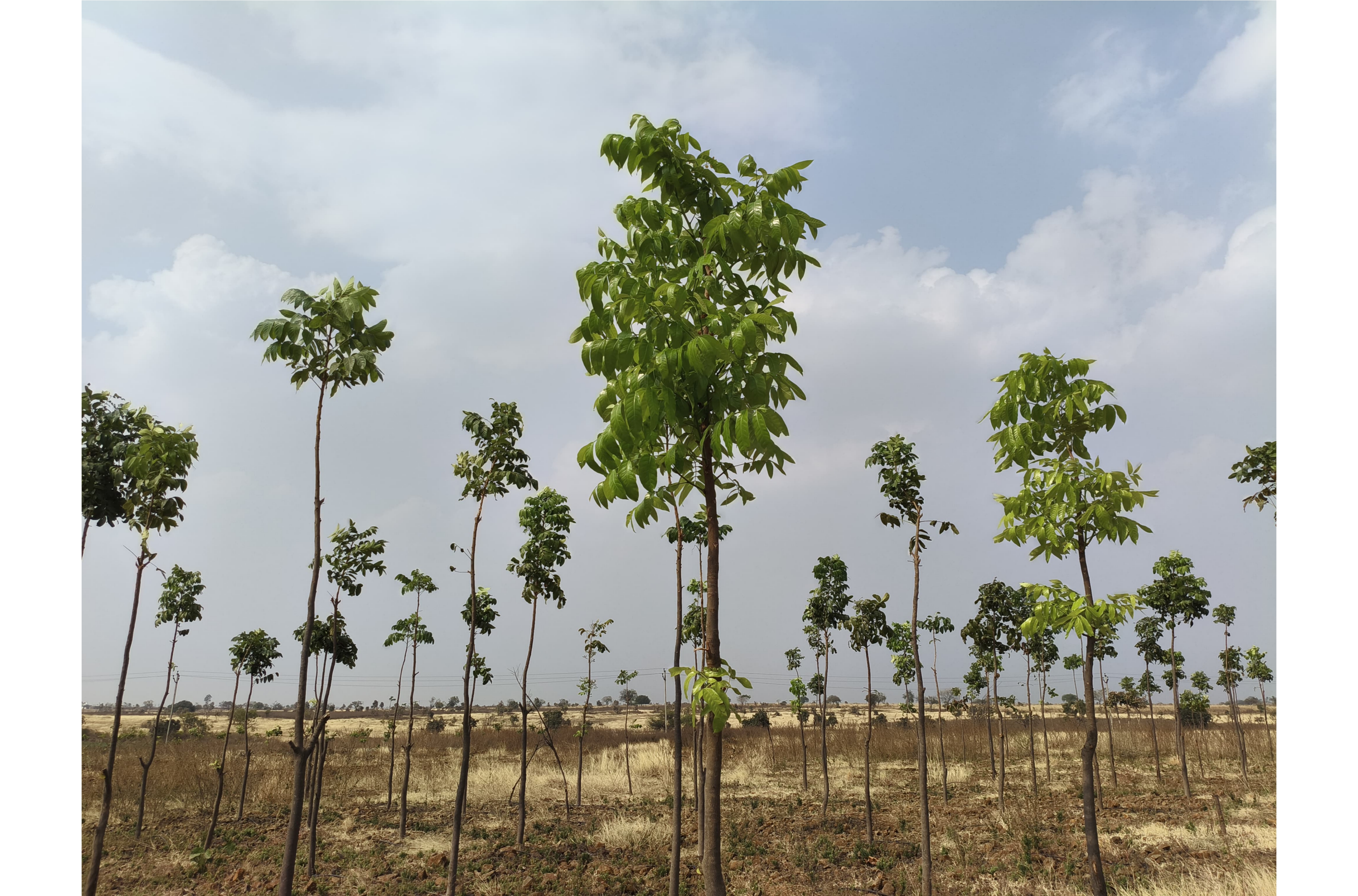 Farm house plot for sale 